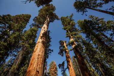 Günbatımı Sequoia national Park California, ABD