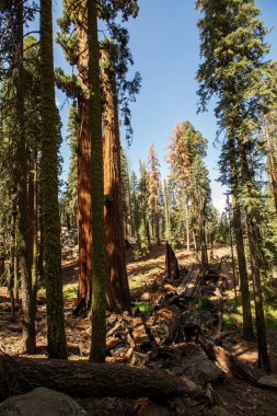 Günbatımı Sequoia national Park California, ABD