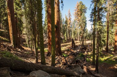 Günbatımı Sequoia national Park California, ABD