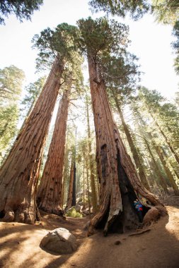 Bebek annesiyle ziyaret Sequoia national park California, ABD