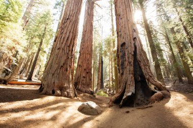 Günbatımı Sequoia national Park California, ABD