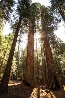 Bebek annesiyle ziyaret Sequoia national park California, ABD