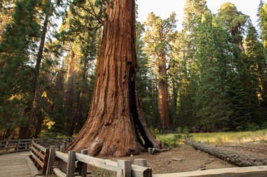 Günbatımı Sequoia national Park California, ABD