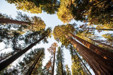 Günbatımı Sequoia national Park California, ABD