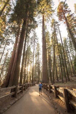 Bebek annesiyle ziyaret Sequoia national park California, ABD