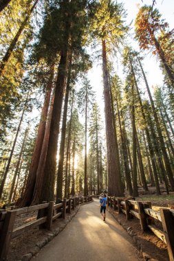 Bebek annesiyle ziyaret Sequoia national park California, ABD