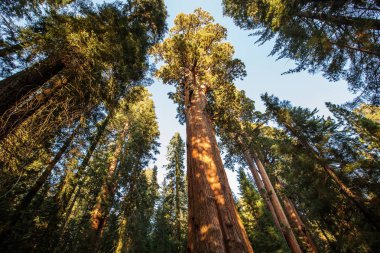 Günbatımı Sequoia national Park California, ABD