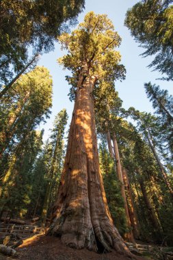 Günbatımı Sequoia national Park California, ABD