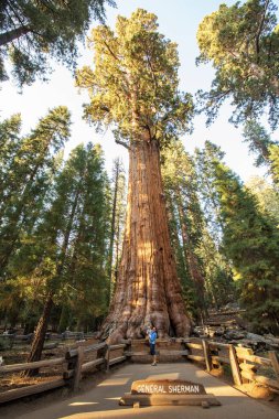 Bebek annesiyle ziyaret Sequoia national park California, ABD