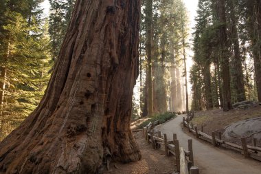 Günbatımı Sequoia national Park California, ABD
