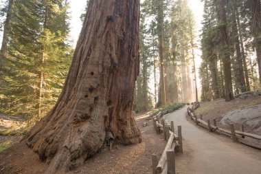 Günbatımı Sequoia national Park California, ABD