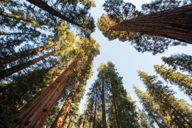 Günbatımı Sequoia national Park California, ABD