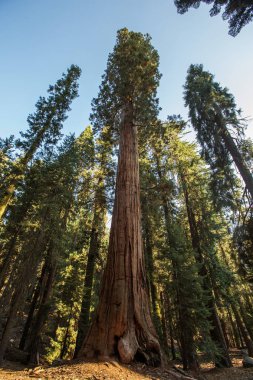 Günbatımı Sequoia national Park California, ABD