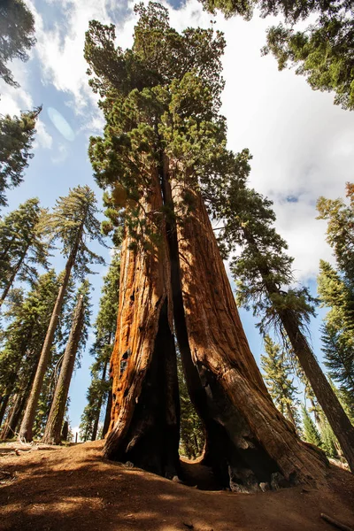 Zachód Słońca Sequoia National Park Kalifornii Usa — Zdjęcie stockowe