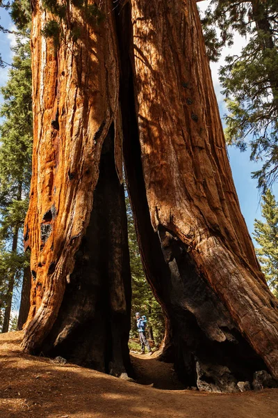 Matka Dítětem Navštívit Národní Park Sequoia Kalifornii Usa — Stock fotografie