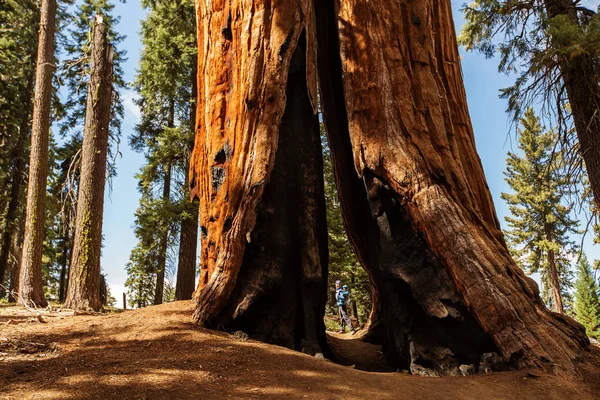 Matka Dítětem Navštívit Národní Park Sequoia Kalifornii Usa — Stock fotografie