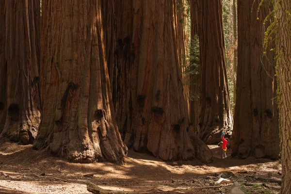 Vader Met Zoontje Bezoek Sequoia Nationaalpark Californië Usa — Stockfoto