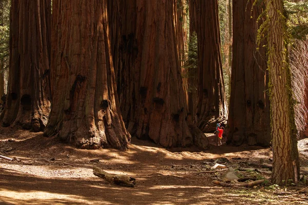 Padre Con Hijo Pequeño Visita Parque Nacional Sequoia California — Foto de Stock