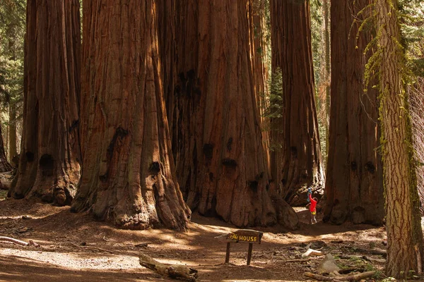 Padre Con Hijo Pequeño Visita Parque Nacional Sequoia California — Foto de Stock
