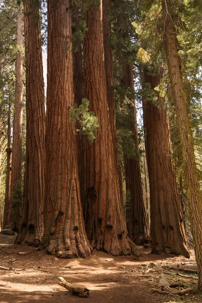 Zachód Słońca Sequoia National Park Kalifornii Usa — Zdjęcie stockowe