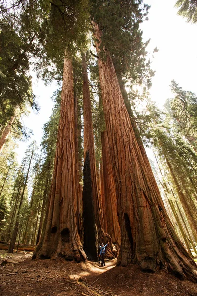 Mãe Com Visita Infantil Parque Nacional Sequoia Califórnia Eua — Fotografia de Stock