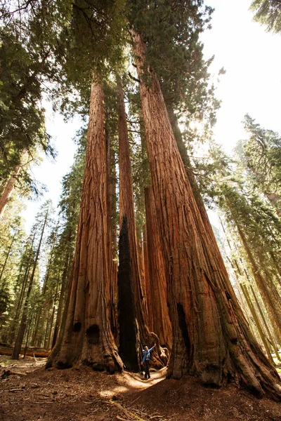 Matka Niemowlęciem Odwiedź Sequoia National Park Kalifornii Usa — Zdjęcie stockowe