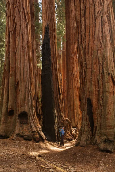 乳児を持つ母が米国カリフォルニア州のセコイア国立公園を訪問します — ストック写真