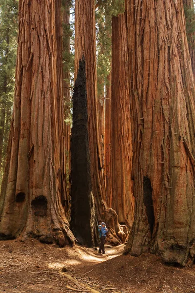 Мать Младенцем Посещают Национальный Парк Секуа Калифорнии Сша — стоковое фото