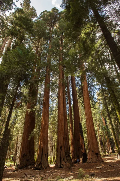 Moeder Met Kind Bezoek Sequoia Nationaalpark Californië Usa — Stockfoto