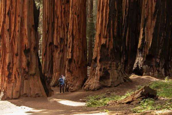 Mother Infant Visit Sequoia National Park California Usa — Stock Photo, Image