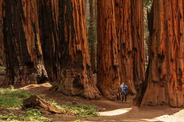 Matka Dítětem Navštívit Národní Park Sequoia Kalifornii Usa — Stock fotografie