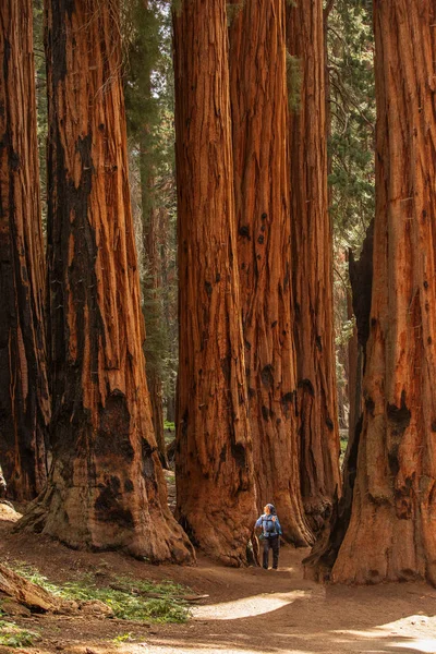 Man Sequoia National Park California Usa — Stock Photo, Image