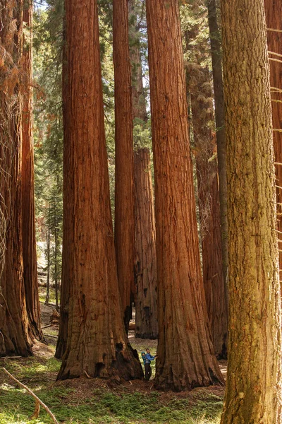 乳児を持つ母が米国カリフォルニア州のセコイア国立公園を訪問します — ストック写真