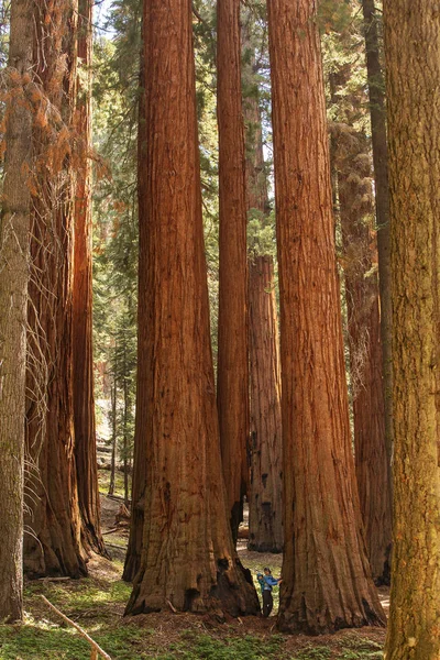 Madre Con Visita Infantil Parque Nacional Sequoia California — Foto de Stock