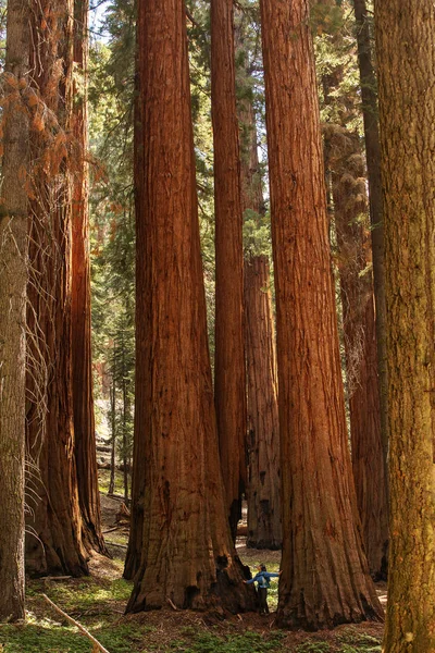 Homme Dans Parc National Sequoia Californie États Unis — Photo