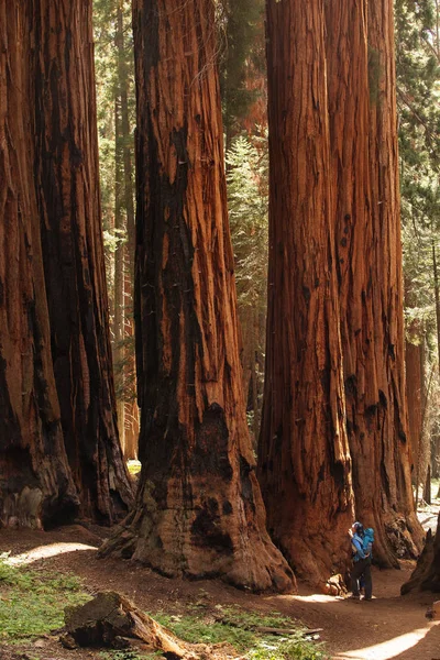 Мать Младенцем Посещают Национальный Парк Секуа Калифорнии Сша — стоковое фото