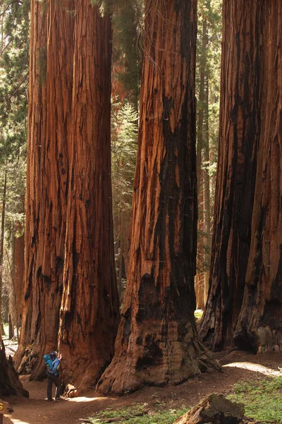 Mère Avec Bébé Visite Parc National Sequoia Californie États Unis — Photo