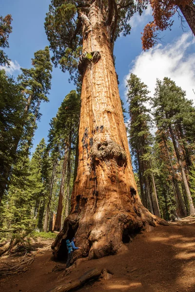 Matka Dítětem Navštívit Národní Park Sequoia Kalifornii Usa — Stock fotografie