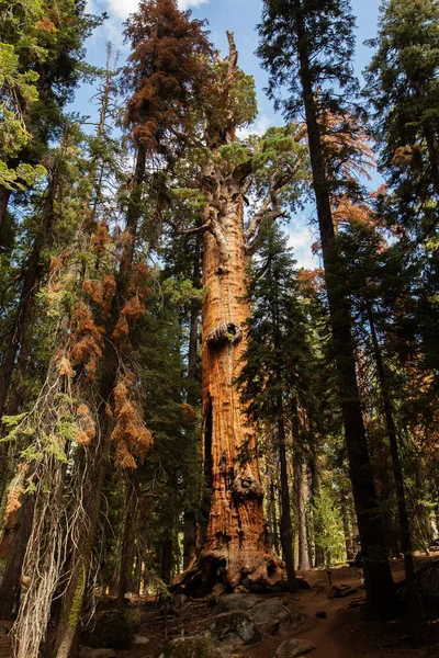 Закат Национальном Парке Секуа Калифорнии Сша — стоковое фото