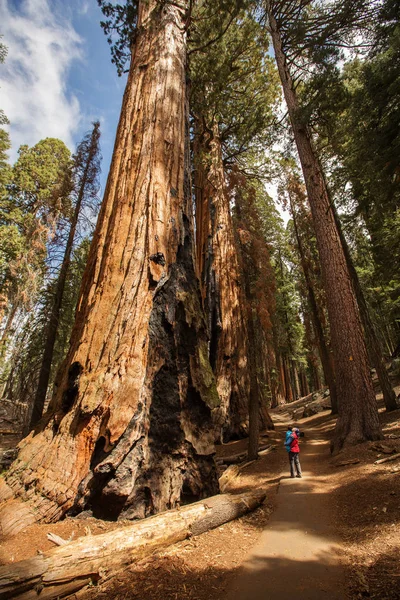 Mother Infant Visit Sequoia National Park California Usa — Stock Photo, Image