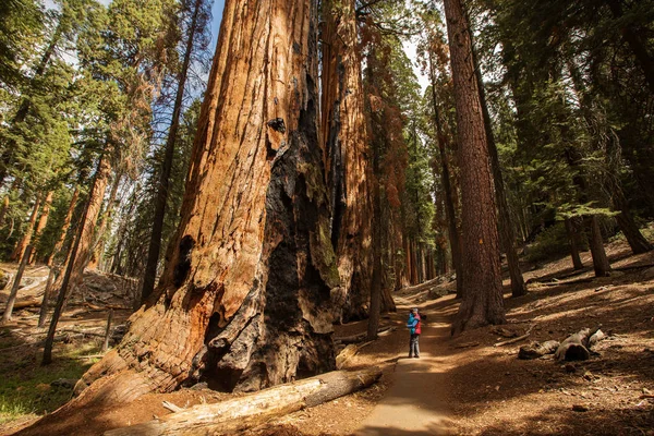 Mère Avec Bébé Visite Parc National Sequoia Californie États Unis — Photo