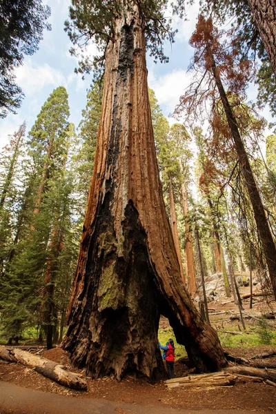 Madre Con Visita Infantil Parque Nacional Sequoia California —  Fotos de Stock