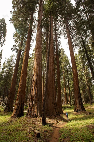 Mère Avec Bébé Visite Parc National Sequoia Californie États Unis — Photo