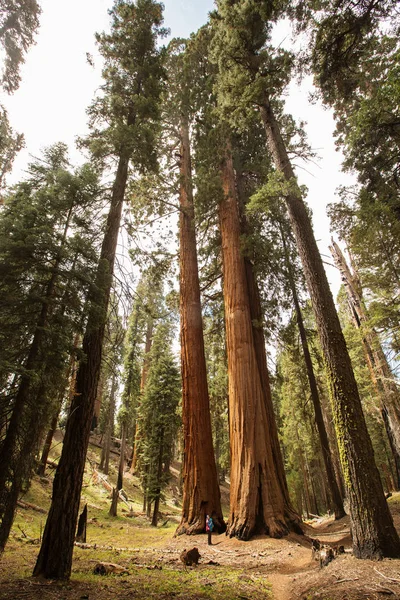 Mère Avec Bébé Visite Parc National Sequoia Californie États Unis — Photo