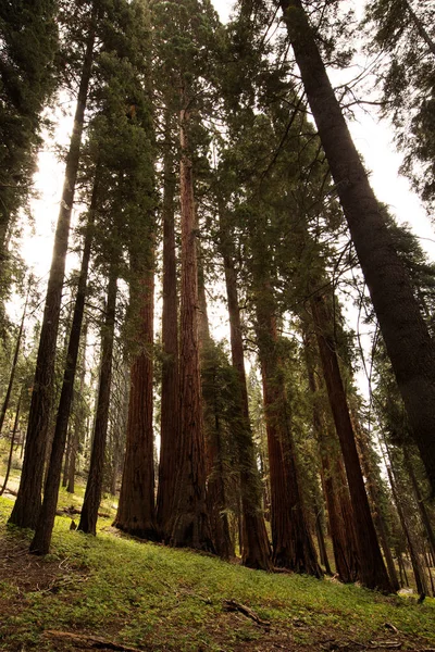 Sunset Sequoia National Park California Usa — Stock Photo, Image