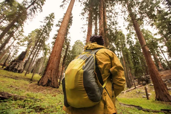 Man Sequoia National Park California Usa — Stock Photo, Image