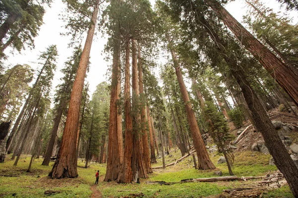 Muž Národním Parku Sequoia Kalifornii Usa — Stock fotografie
