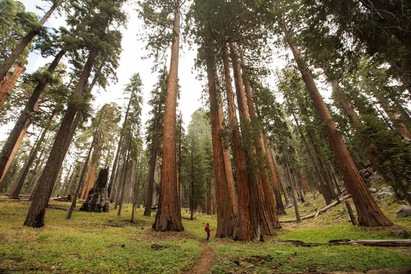 Άνθρωπος Στο Εθνικό Πάρκο Sequoia Καλιφόρνια Ηπα — Φωτογραφία Αρχείου