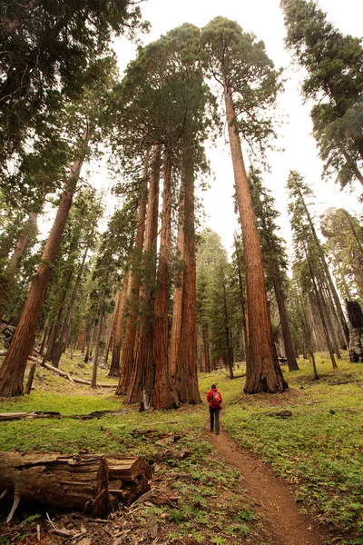 Man Sequoia Parque Nacional California Estados Unidos — Foto de Stock