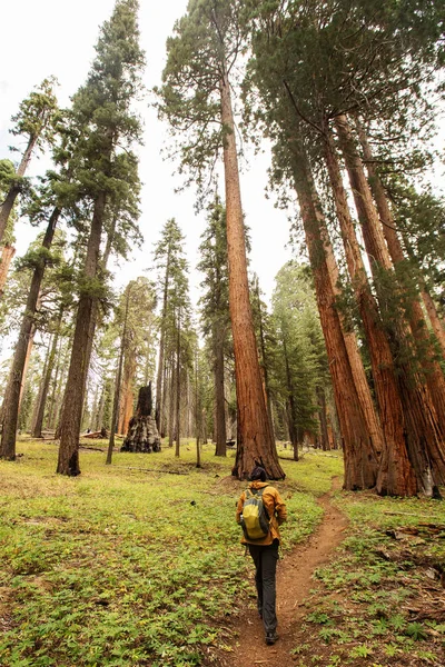 Ember Sequoia Nemzeti Park Kalifornia Usa — Stock Fotó